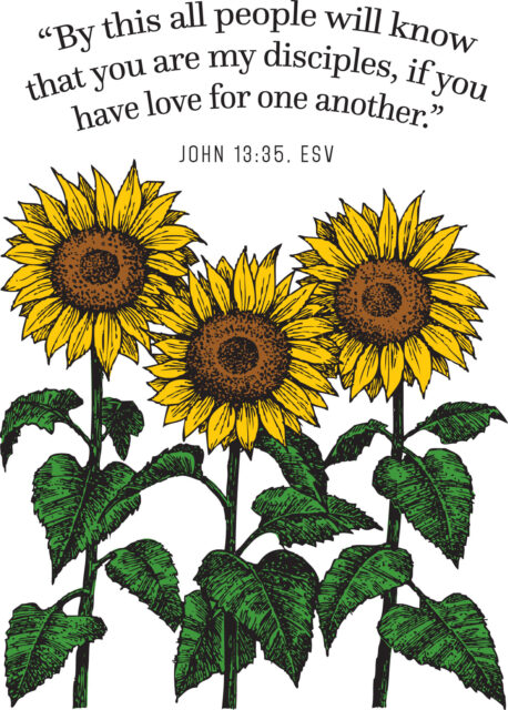 sunflowers 13675c (1)